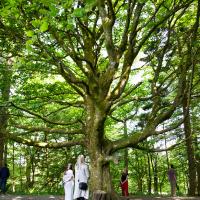 Two people stand facing a large tree in a forest. 